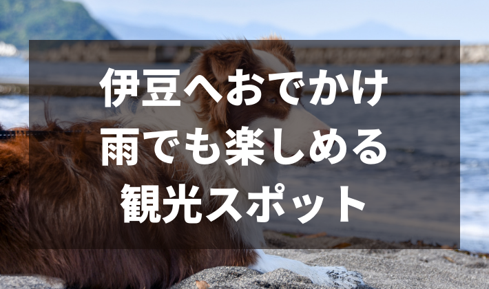 22春 犬連れ 子連れで伊豆旅行 雨の日も楽しめる観光スポット ボーダーコリーと床暖房のおうち